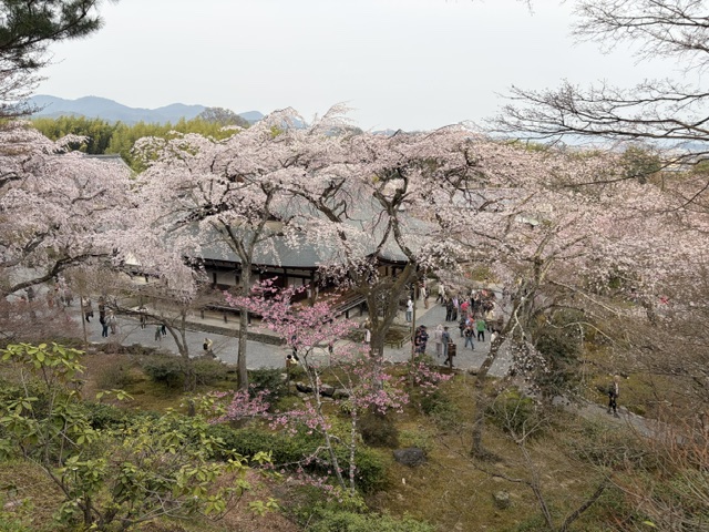 天龍寺 望京の丘から望む多宝殿としだれ桜