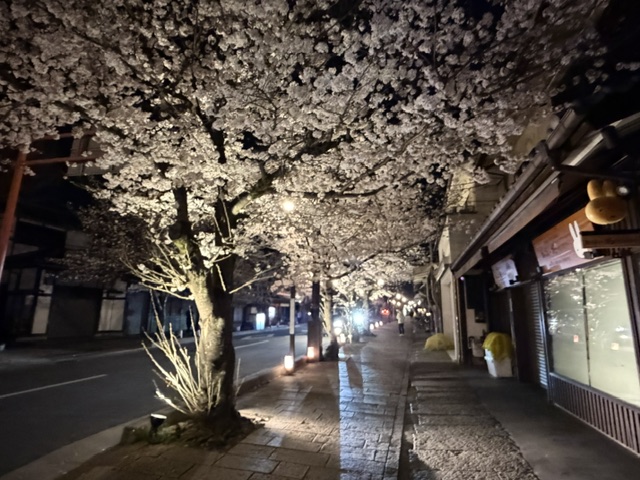 街灯に照らされ、通りを覆うように咲く夜桜