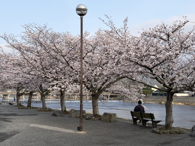 渡月橋の朝の写真1
