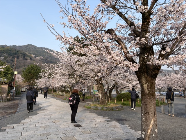 渡月橋朝の写真2